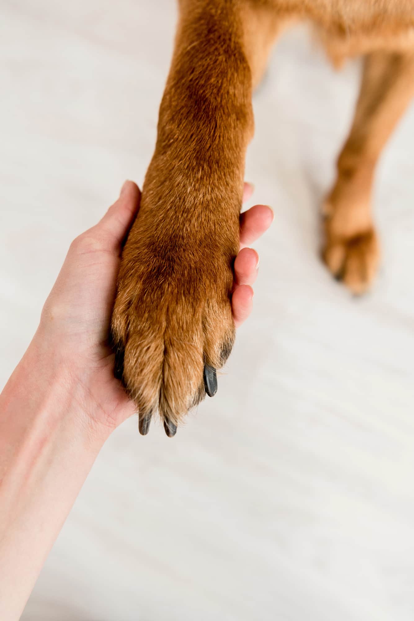 A hand holding a dog&rsquo;s paw