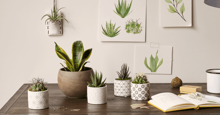 A variety of succulents in pots on a table