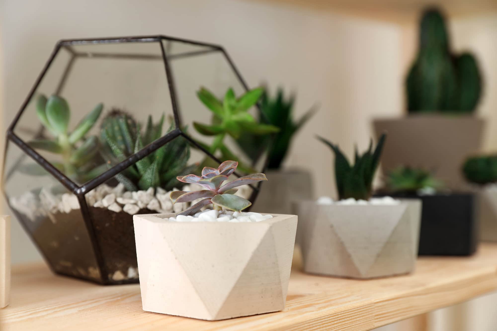 Array of succulents on a shelf.